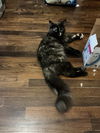 Sophie