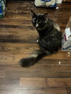 Sophie