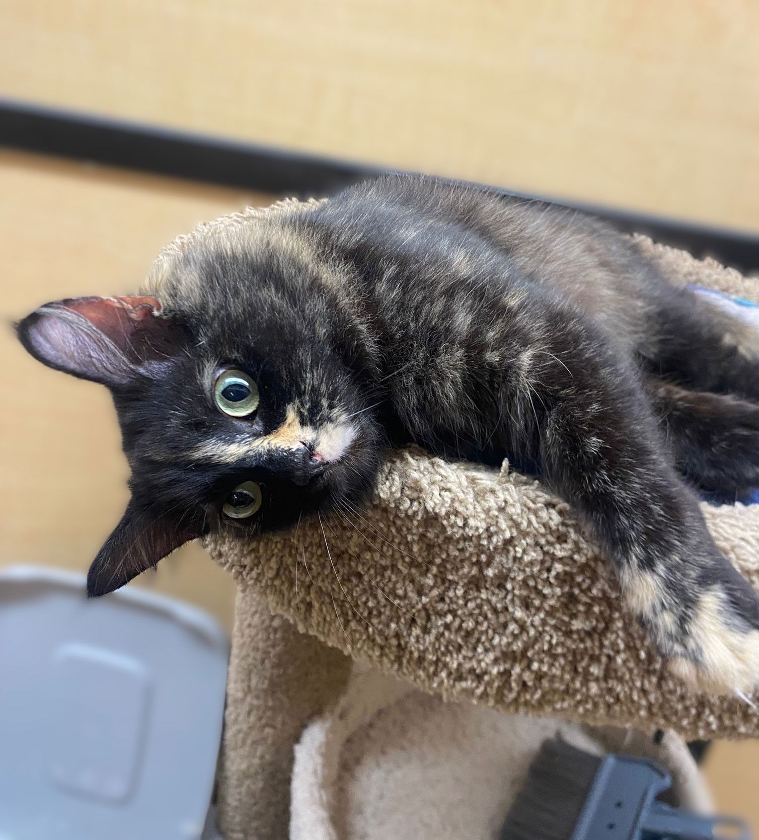 Sophie  Domestic Long Hair / Tortoiseshell (long coat) Female