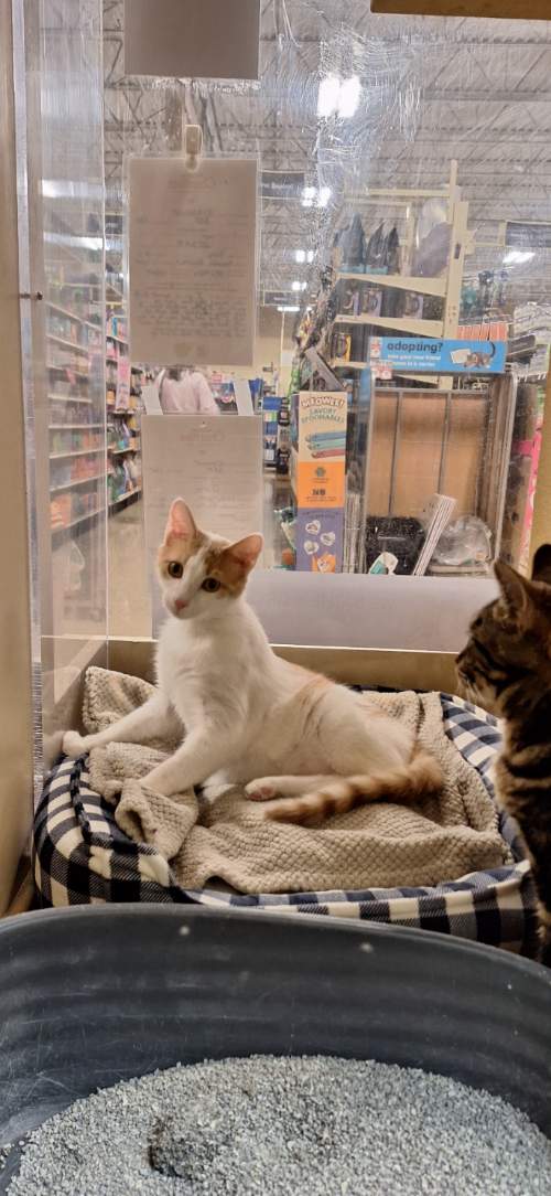 John  Domestic Short Hair (short coat) Male