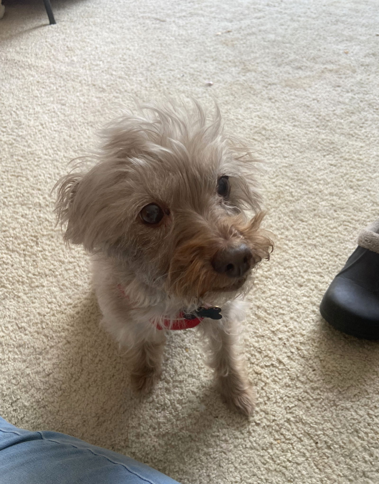 Ally Small Cairn Terrier / Mixed (medium coat) Female