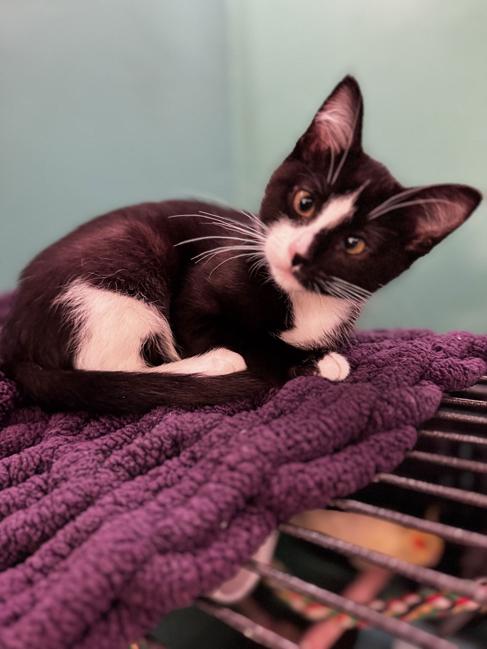 Blackjack  Domestic Short Hair (short coat) Female
