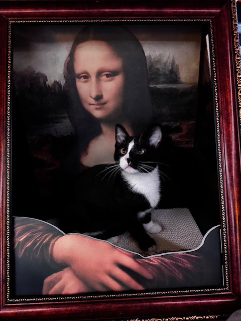 picture of the cat needing adoption