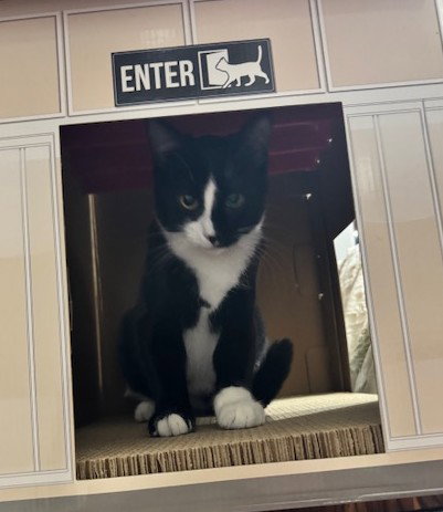 BLACKJACK - Domestic Short Hair available for adoption