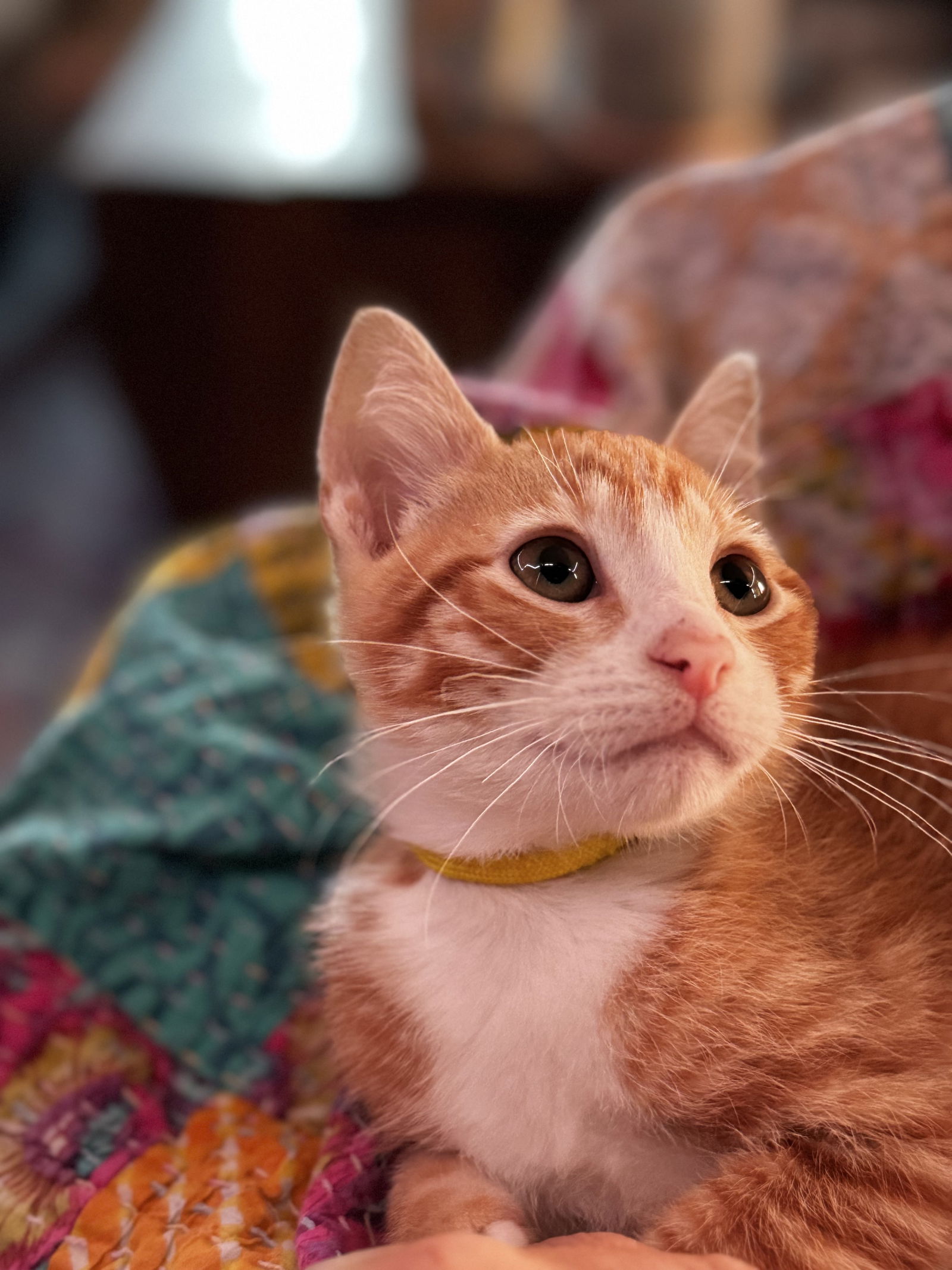 Dart  Domestic Short Hair (short coat) Male