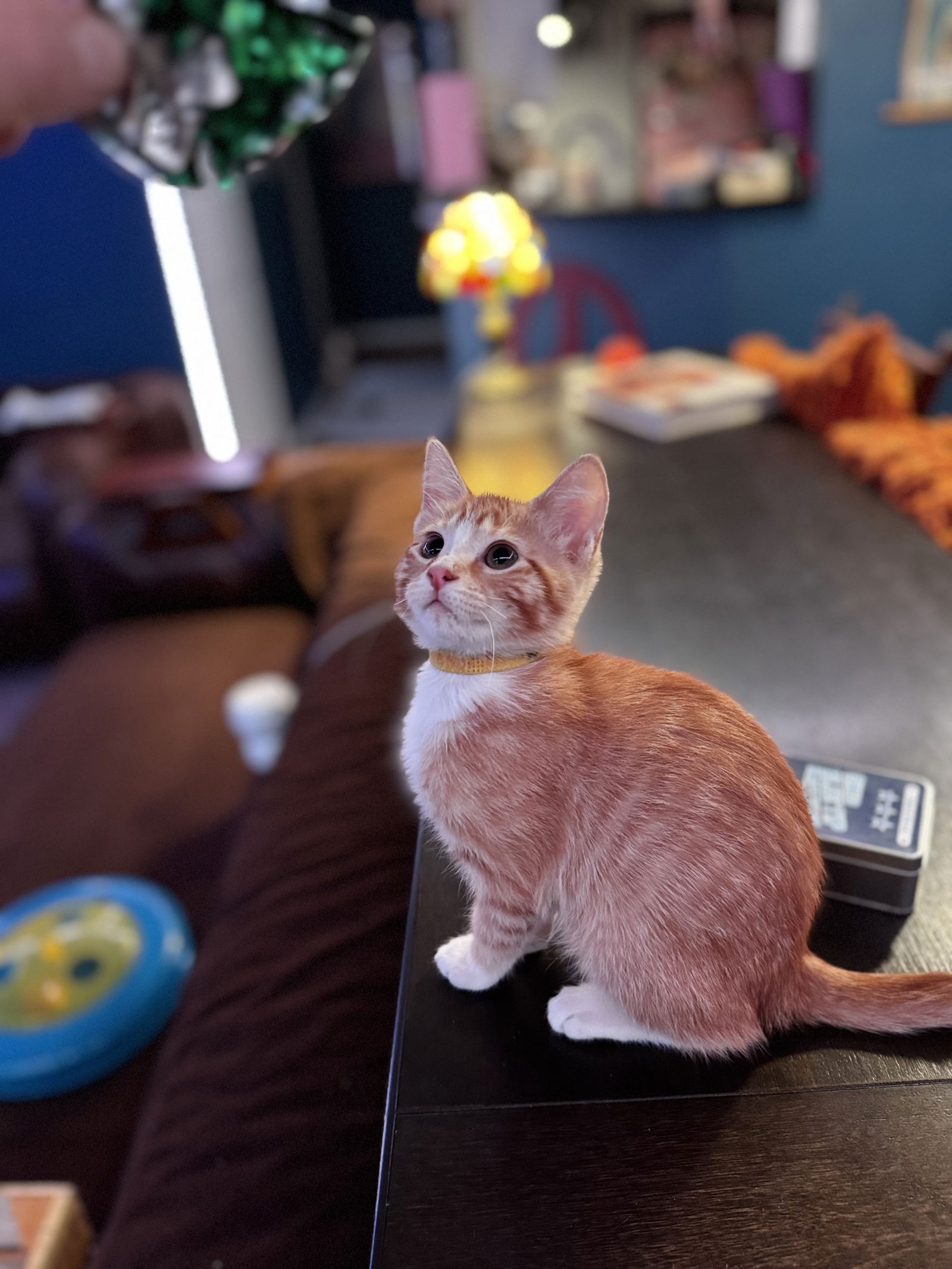 Scrabble  Domestic Short Hair (short coat) Female