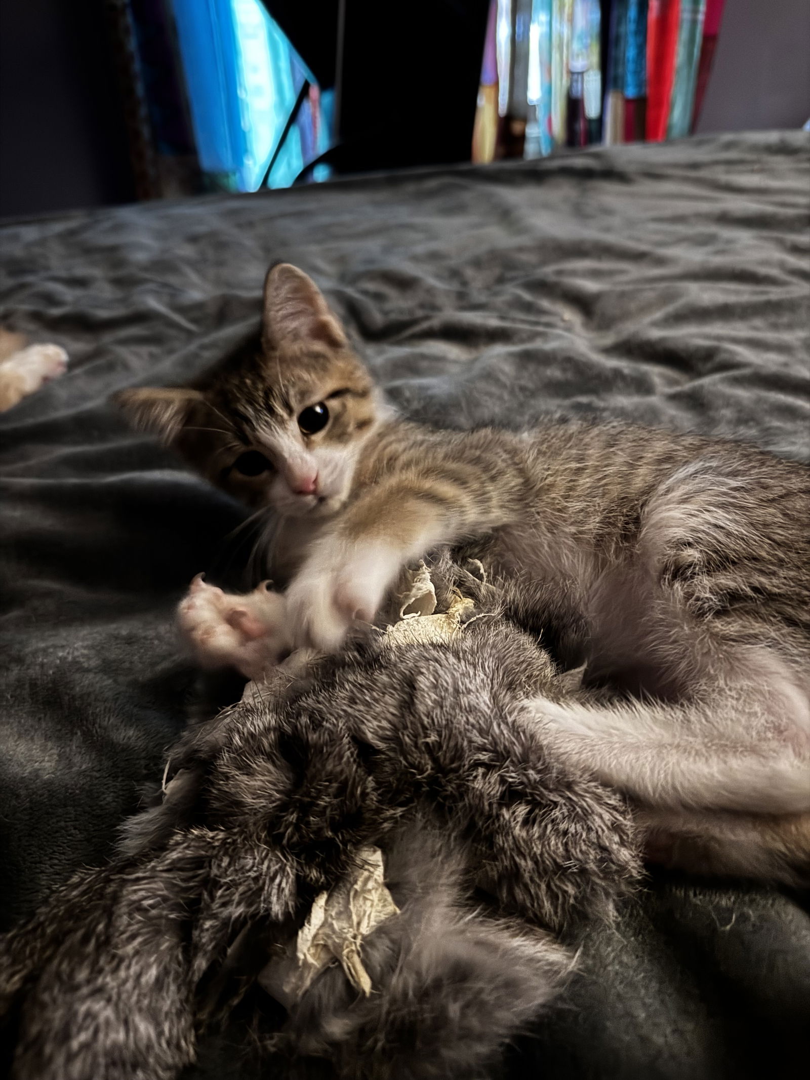 Checkers  Domestic Short Hair / Tabby (short coat) Male