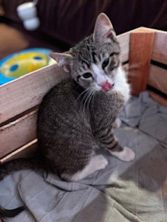 Flip Seven  Domestic Short Hair / Tabby (short coat) Male