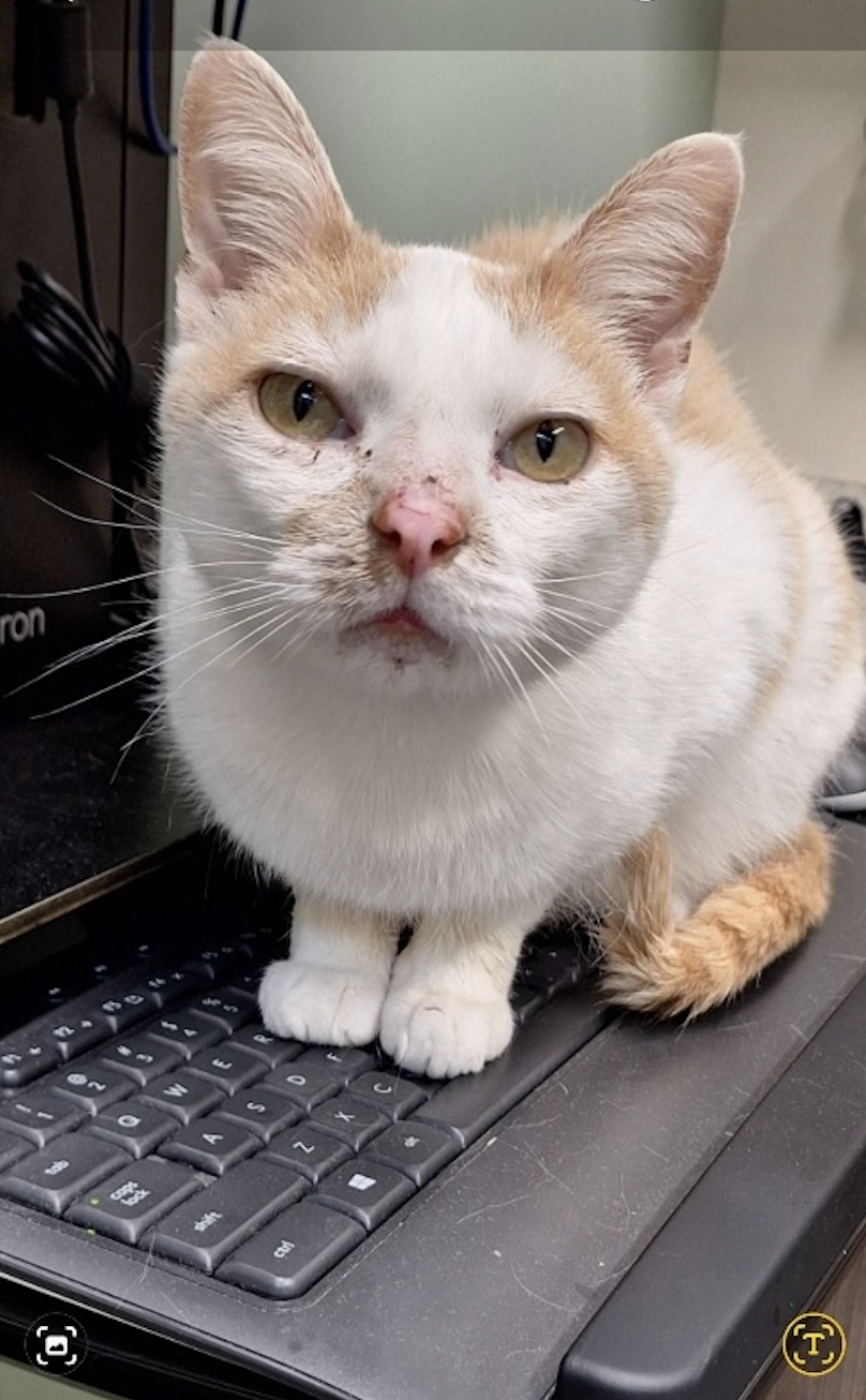Sonnie  Domestic Short Hair (short coat) Male