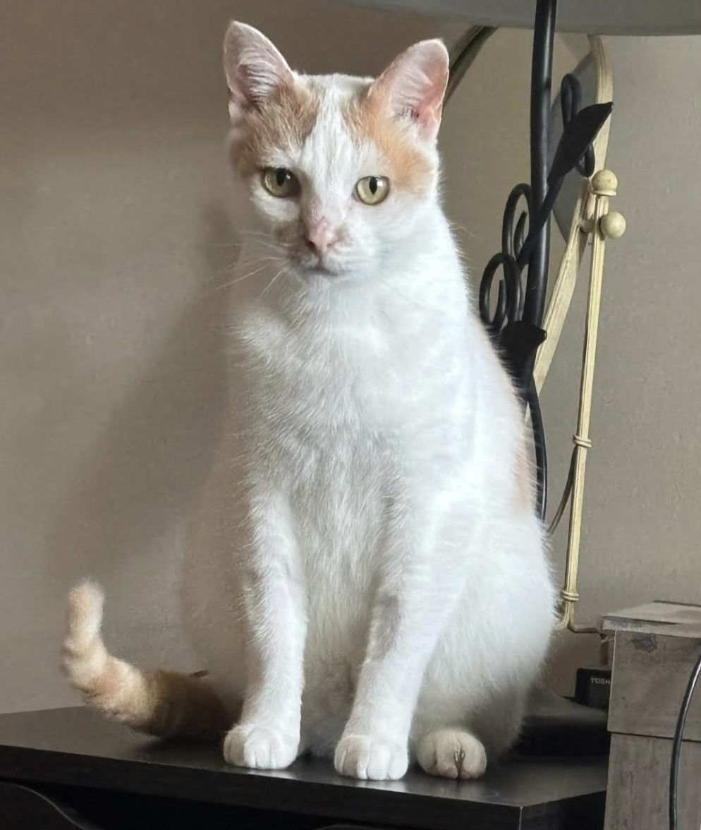 Sonnie  Domestic Short Hair (short coat) Male