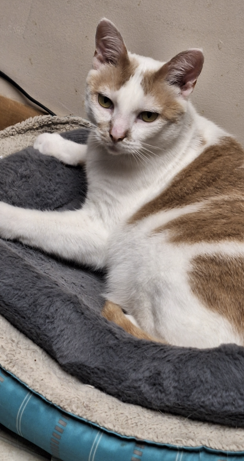 picture of the cat needing adoption