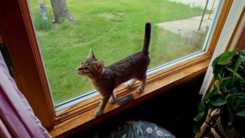 Mochi  Domestic Short Hair (short coat) Female