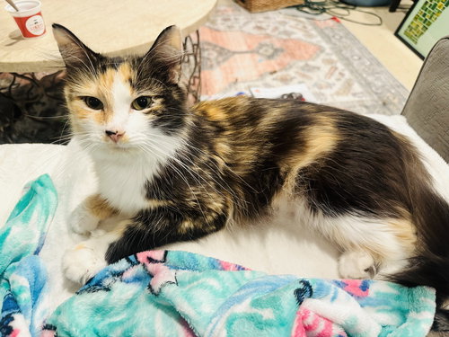 picture of the cat needing adoption