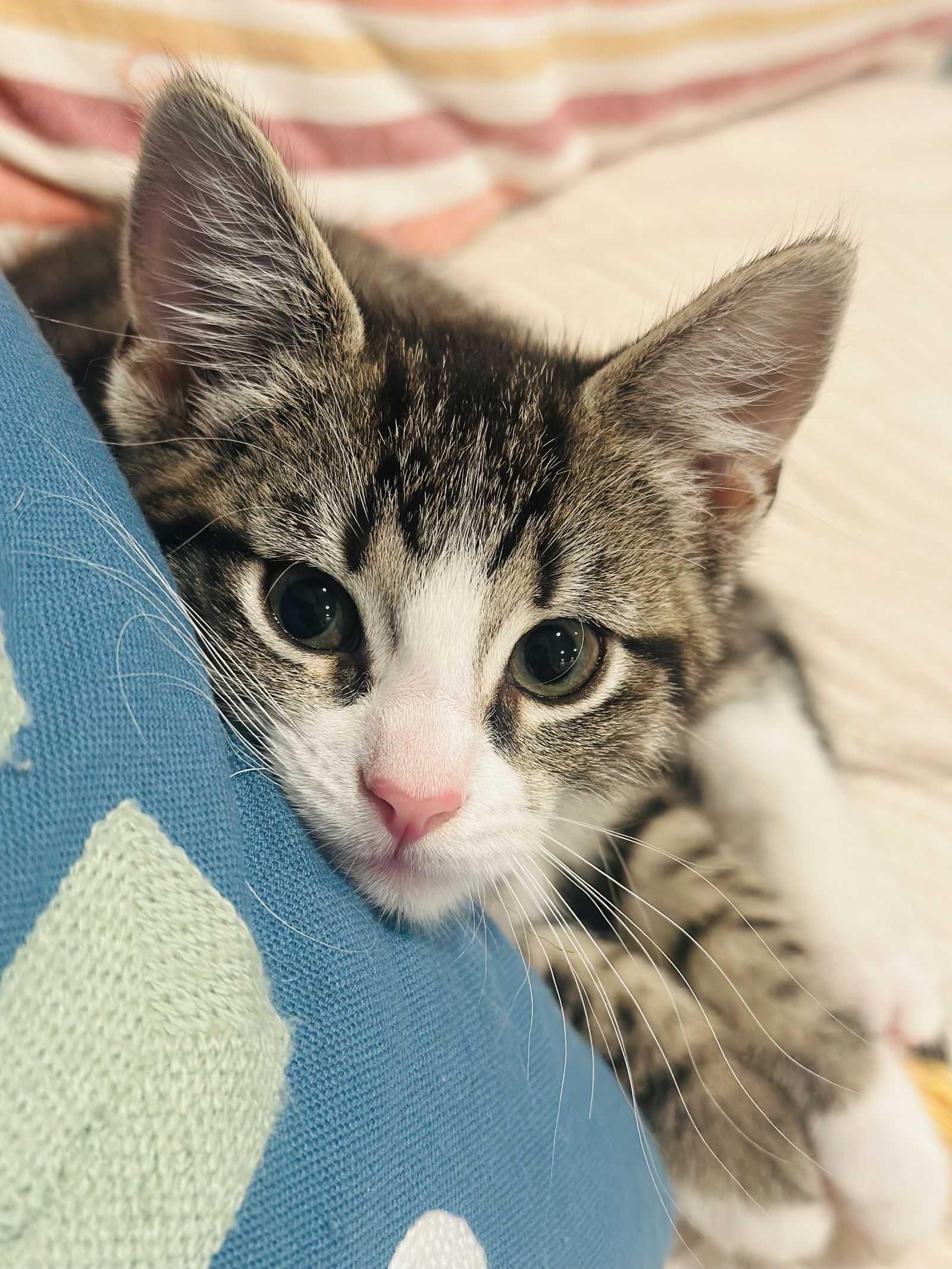 adoptable Cat in Wheaton, IL named Wisdom