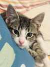 adoptable Cat in  named Wisdom