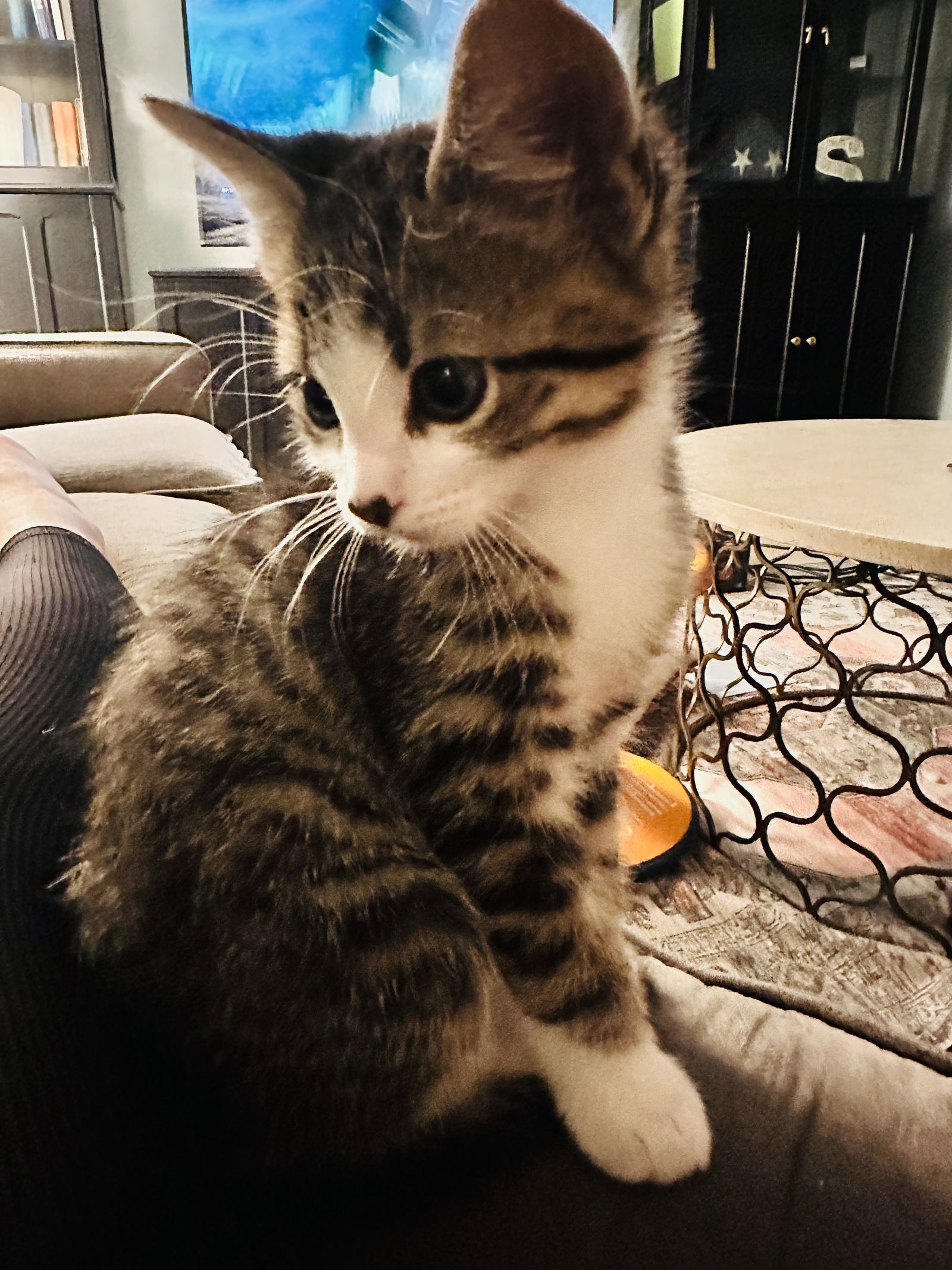 adoptable Cat in Wheaton, IL named Honor