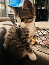 adoptable Cat in  named Honor