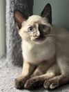 adoptable Cat in  named Sandy Cheeks