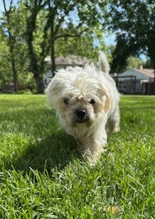 Hans Solo Small Maltese / Mixed Male