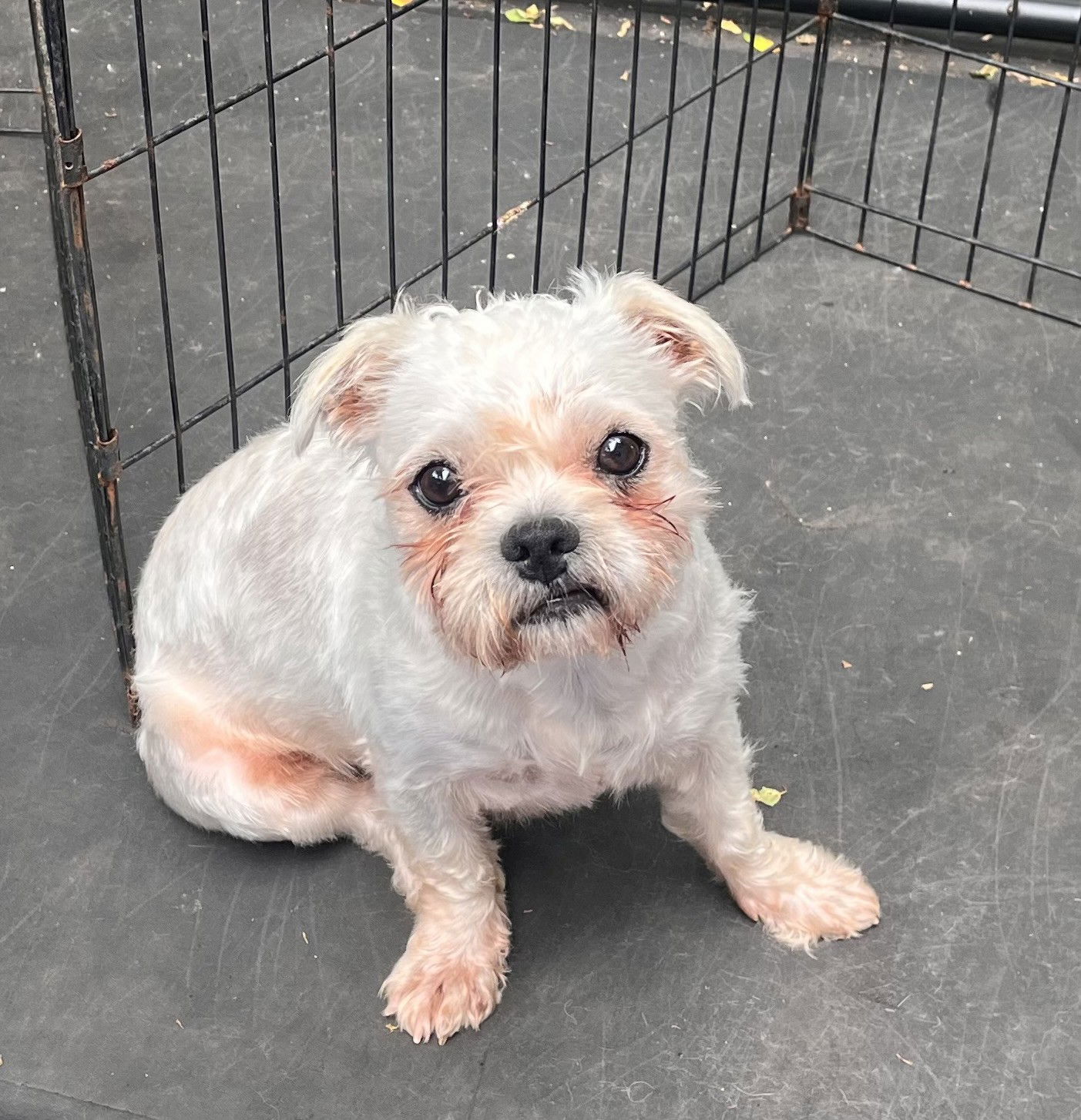 Hans Solo Small Maltese / Mixed Male