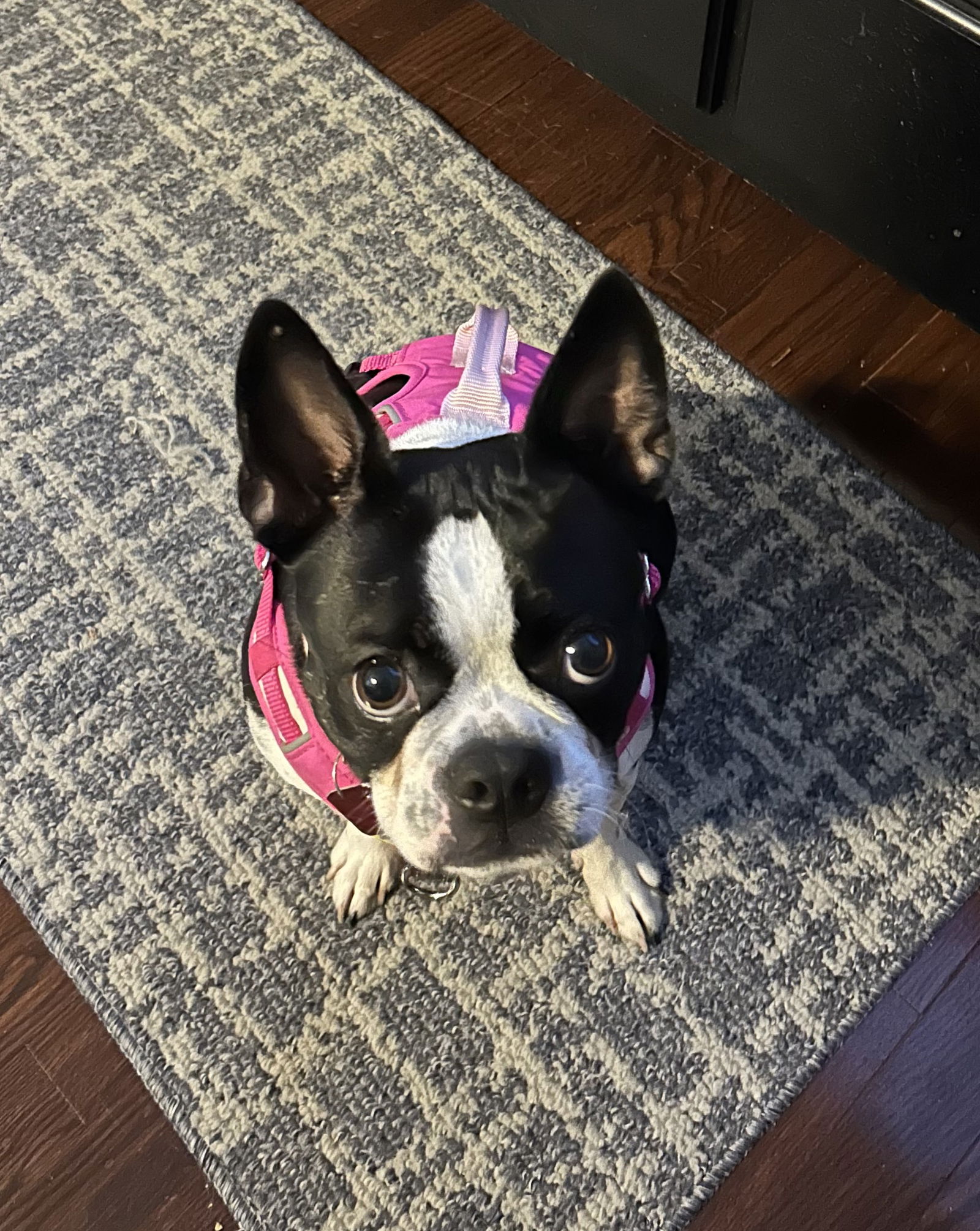 Coco Small Boston Terrier (short coat) Female