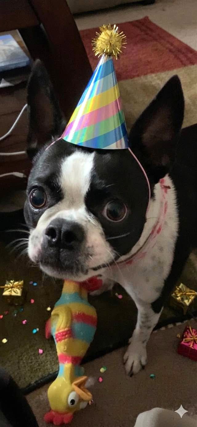 Coco Small Boston Terrier (short coat) Female