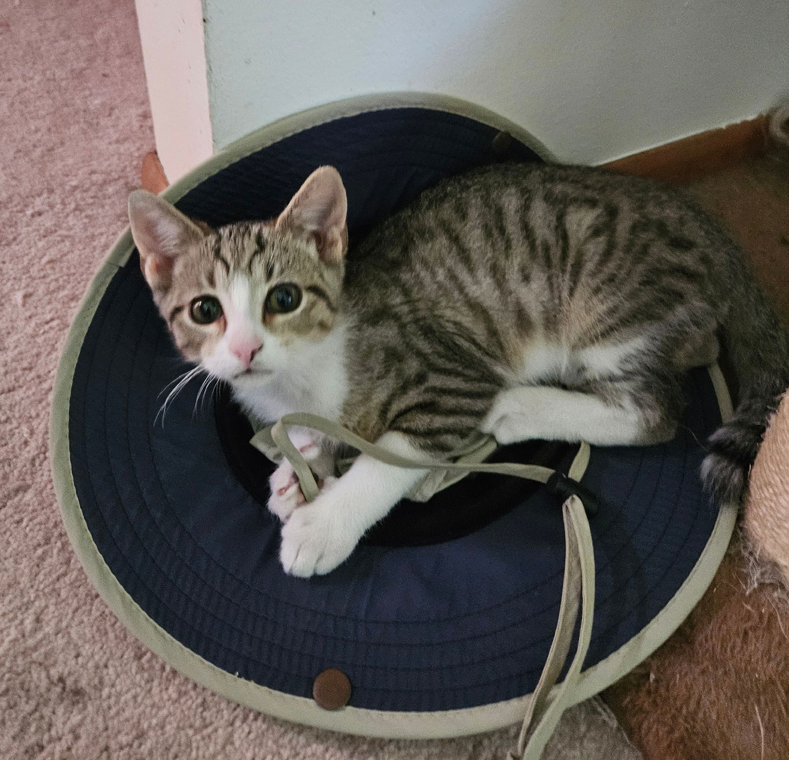 Pinkie  Domestic Short Hair Male