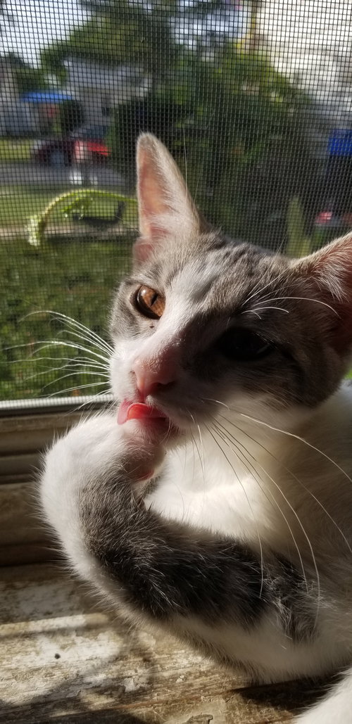 picture of the cat needing adoption