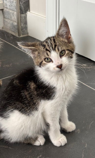 Wilbur  Domestic Short Hair Male