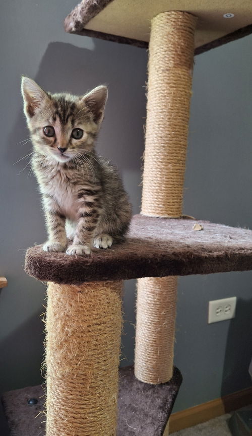 Arya