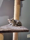 Arya