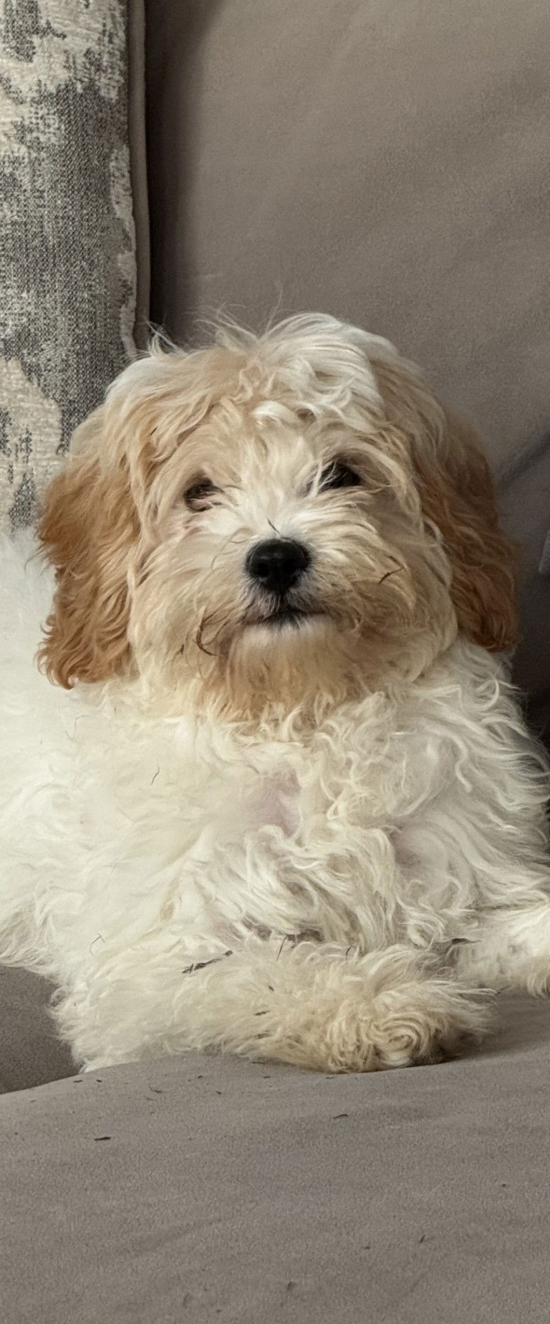 Coconut Small Cavalier King Charles Spaniel / Poodle (Toy) (long coat) Male