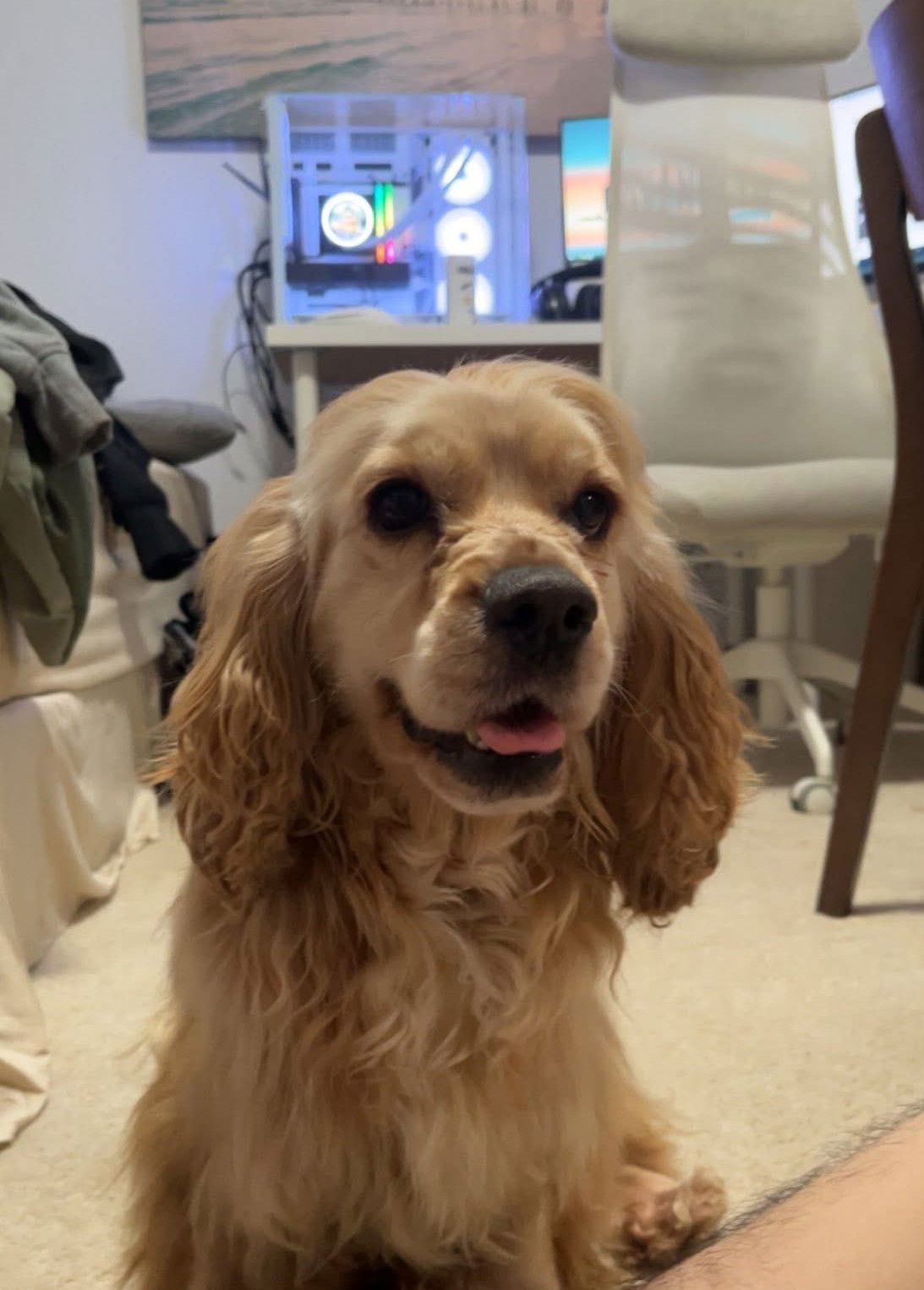 Dolly Small Cocker Spaniel (medium coat) Female