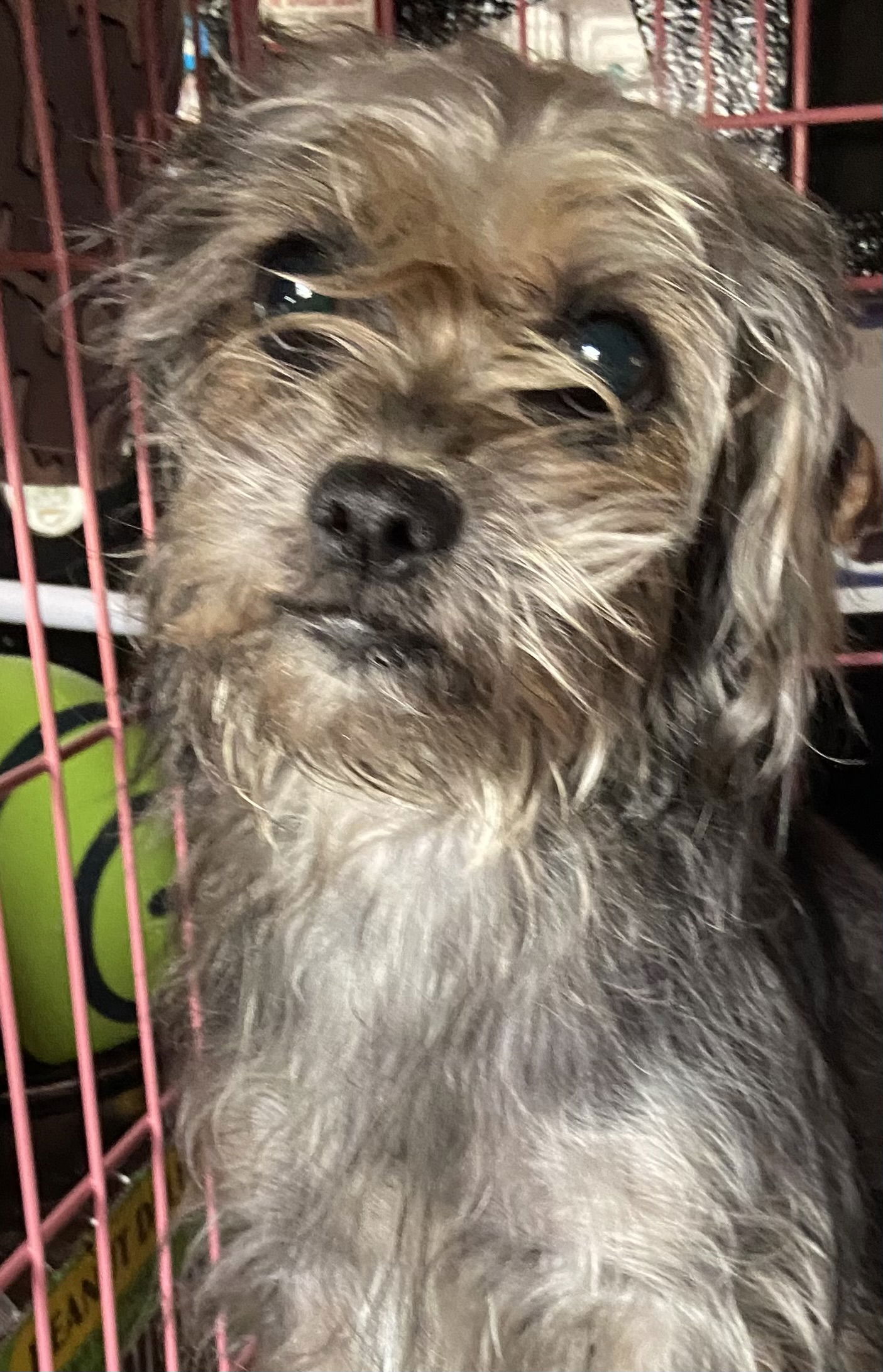Bee Small Yorkshire Terrier Yorkie / Mixed (long coat) Female