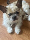 adoptable Dog in  named Bug