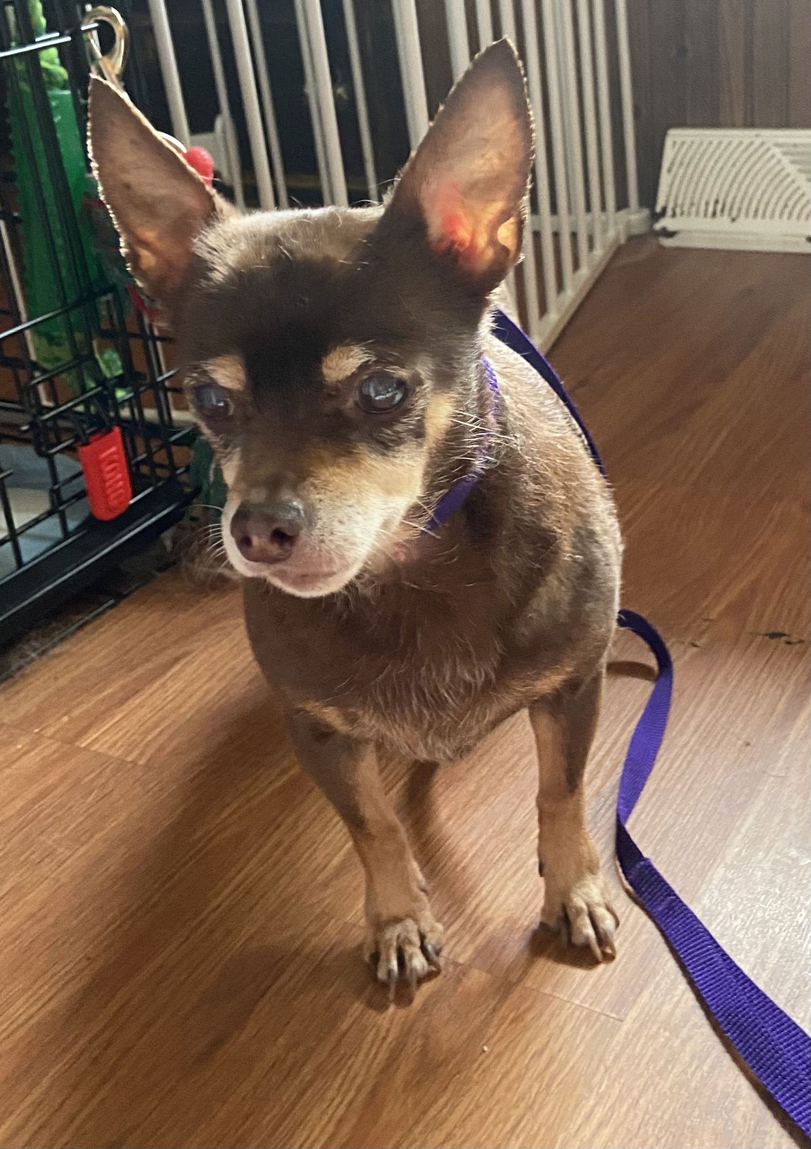 Hattie Small Chihuahua (short coat) Female
