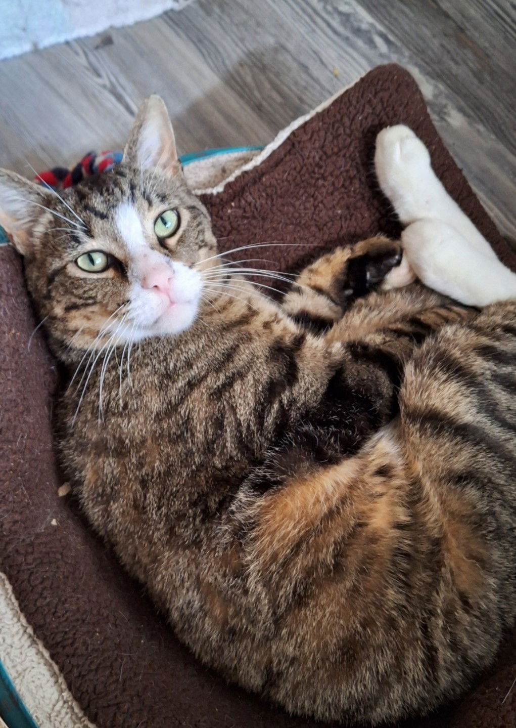 Tanner (**front paw declawed)  Domestic Short Hair (short coat) Male