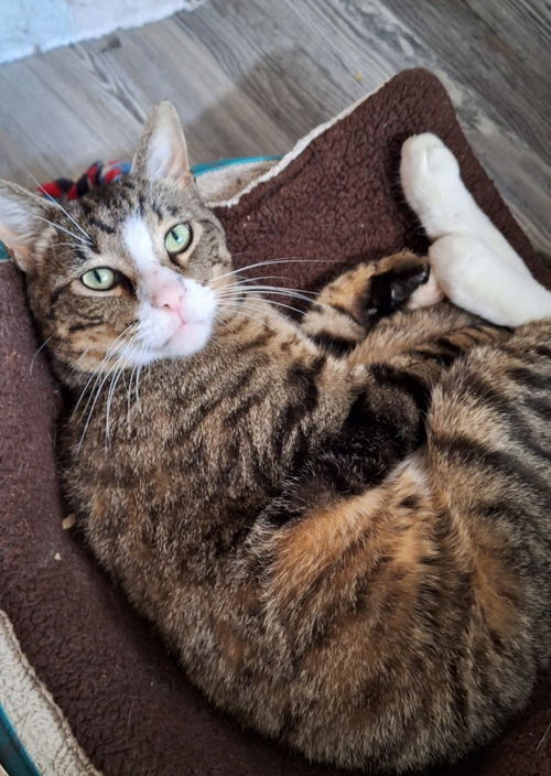 Tanner (**front paw declawed)
