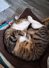 Tanner (**front paw declawed)
