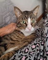 Tanner (**front paw declawed)