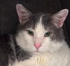 Moki