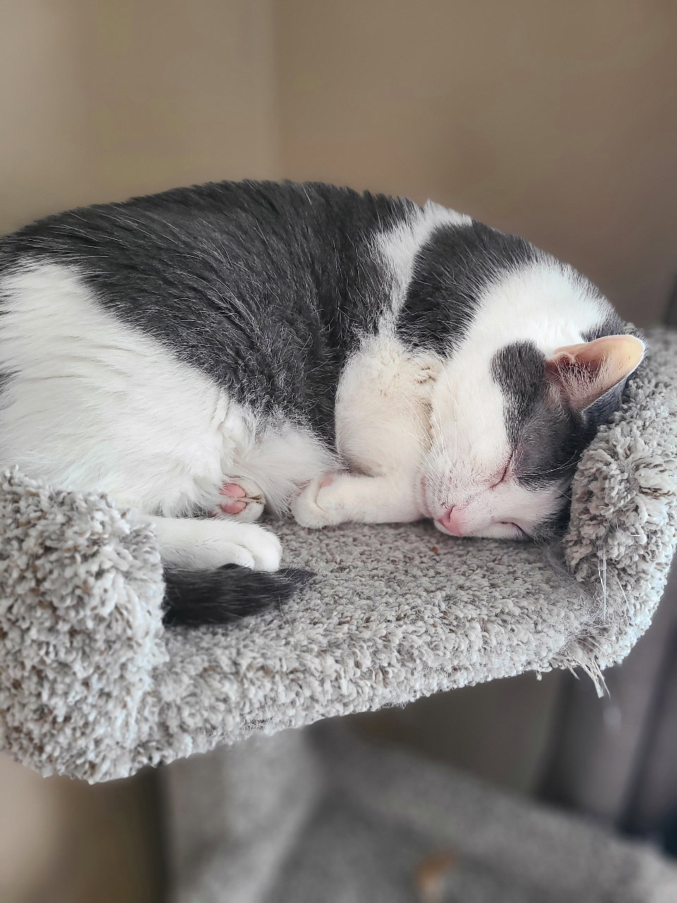 Moki  Domestic Short Hair (short coat) Male