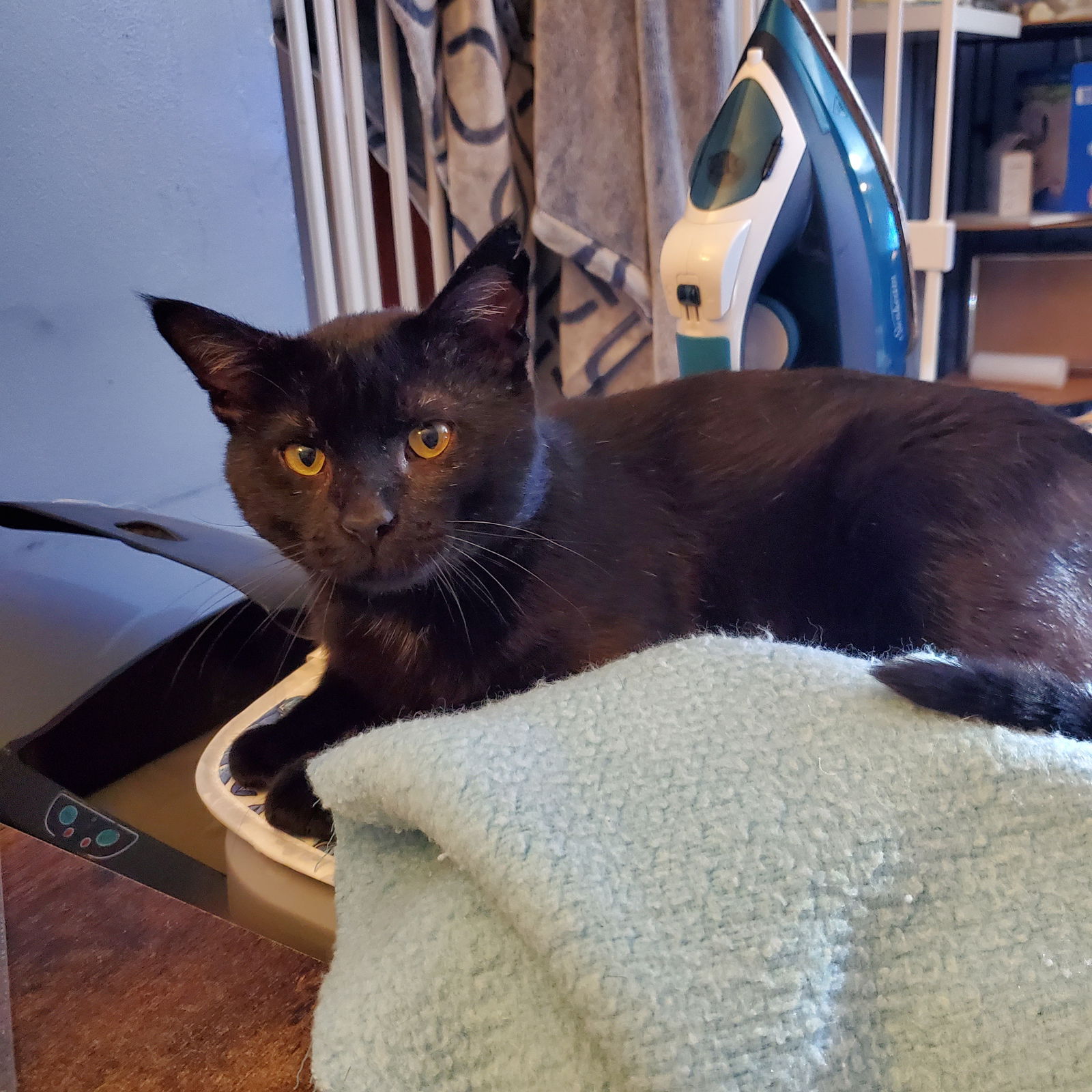 Guy Fieri  Domestic Short Hair (short coat) Male