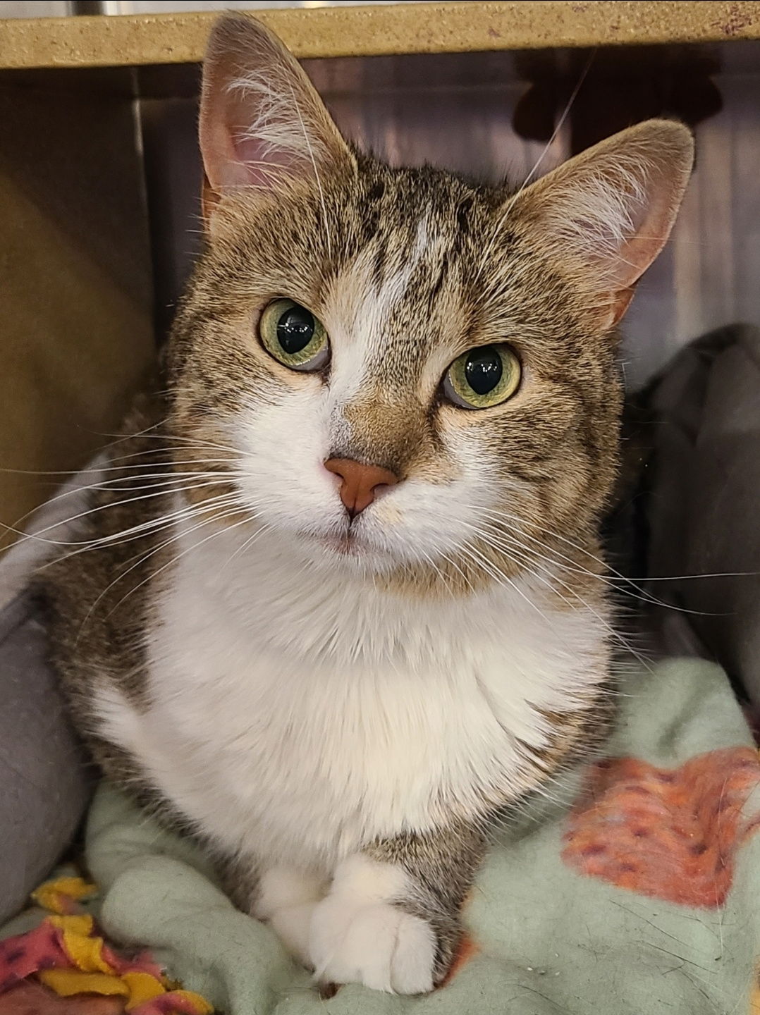 Cheetoh  Domestic Short Hair (short coat) Female