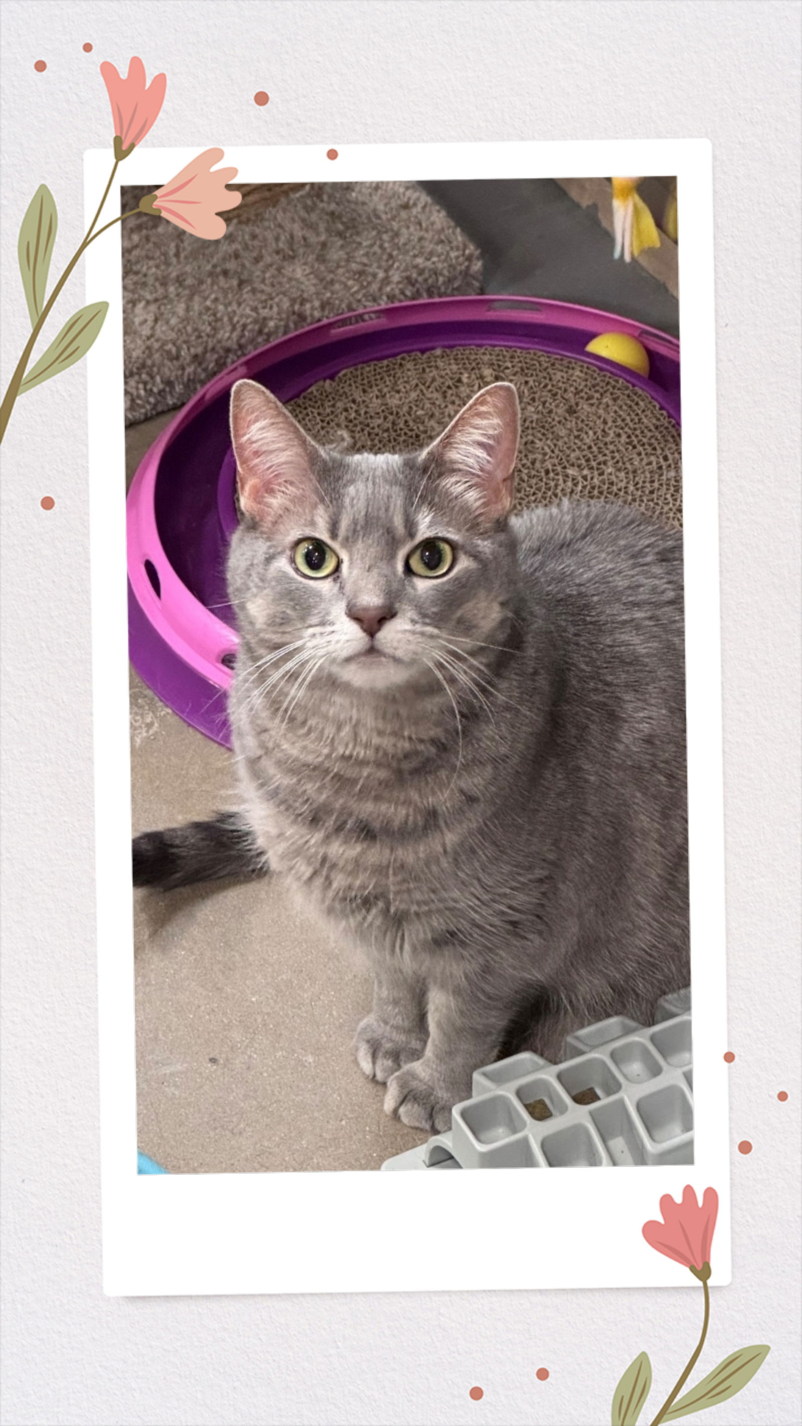 Lyla (Front Paw Declaw)  Domestic Short Hair (short coat) Female
