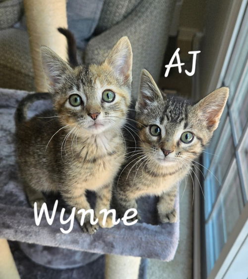 A.J. & Wynne (*bonded pair)