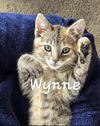 A.J. & Wynne (*bonded pair)