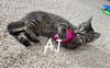 A.J. & Wynne (*bonded pair)