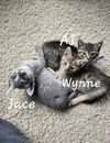 A.J. & Wynne (*bonded pair)