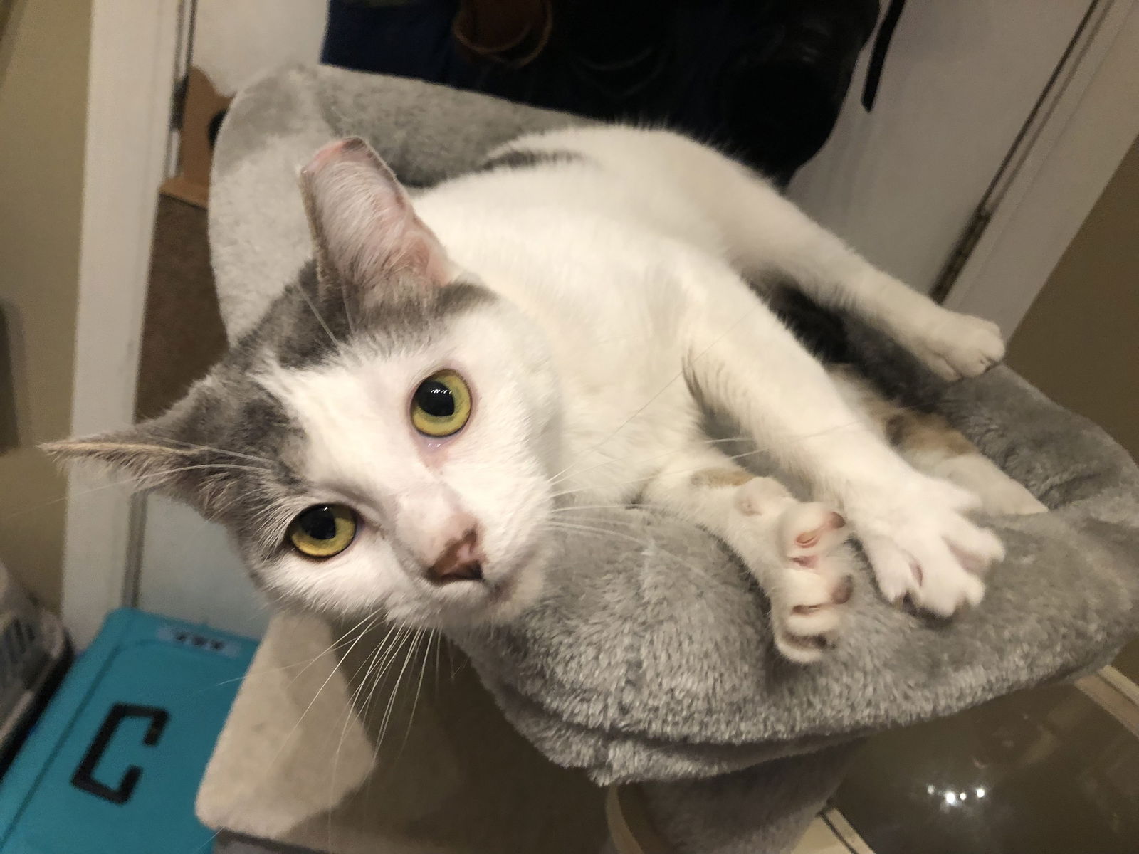 Sugar  Domestic Short Hair (short coat) Female